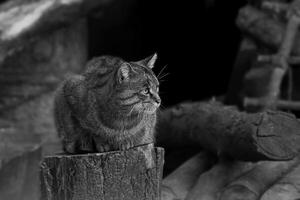 chat des forêts assis sur une souche en gros plan photo