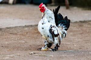 magnifique coq avec blanc et noir plumes photo