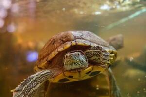 magnifique tortue nage dans le l'eau photo