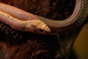 serpent leucistique Texas rat photo