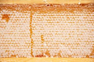 plein Cadre avec nids d'abeille avec Miel, biologique enrichi apiculture produit pour en bonne santé alimentaire, alternative médicament photo