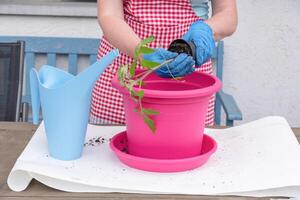 une femme dans gants greffes semis de tomates dans grand des pots photo