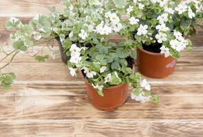 blanc fleur semis dans des pots mensonge sur une table pour repiquage et vert gants avec une spatule, saisonnier jardinage photo