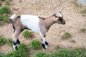 une petit mignonne chèvre des stands près le animal de compagnie stylo, le concept de reproduction chèvres photo