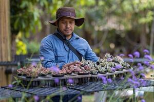 asiatique jardinier est travail à l'intérieur le propagation étagère table à garderie jardin centre pour succulent originaire de et exotique plante producteur photo