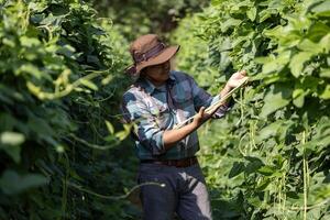 asiatique agriculteur est fraîchement récolte en bonne santé longue haricot de le légume organiques ferme approche pour local jardinier et fait maison produire concept photo