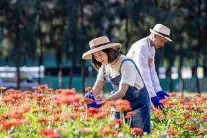 équipe de asiatique agriculteur et fleuriste est travail dans le ferme tandis que Coupe zinnia fleurs en utilisant sécateur pour Couper fleur affaires dans le sien ferme pour agriculture industrie concept photo