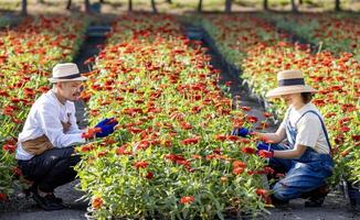 équipe de asiatique agriculteur et fleuriste est travail dans le ferme tandis que Coupe zinnia fleurs en utilisant sécateur pour Couper fleur affaires dans le sien ferme pour agriculture industrie photo