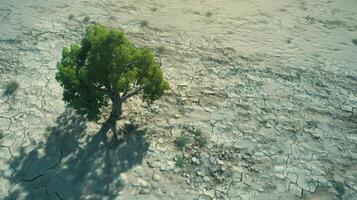 croissance de des arbres dans sécheresse crise vivant avec arbre sécheresse. photo