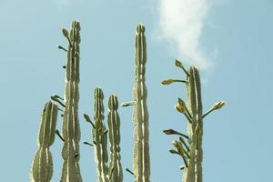 un arbre à cactus photo