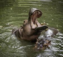 hippo l'hippopotame, mammifère principalement herbivore en afrique sub-saharienne. photo