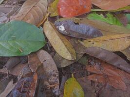 durian feuilles tomber sur le sol dans le sec saison photo