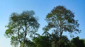 sandoricum koetjape ou harpe arbre cette grandit imposant contre une bleu ciel dans le sec saison photo