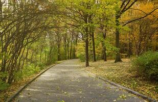 magnifique la nature l'automne paysage. paysage vue sur l'automne ville parc avec d'or Jaune feuillage dans nuageux journée photo