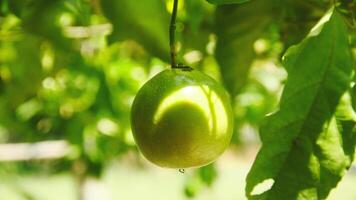 fruit et passion fruit des arbres cette sont encore sur le arbre photo