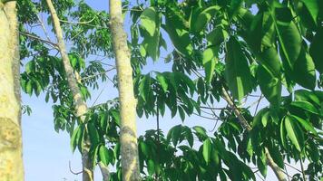 houle brasiliansis ou vieux caoutchouc arbre avec vert et luxuriant feuilles photo