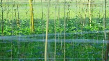 vert concombre les plantes cette sont encore Jeune et avoir Frais vert feuilles photo