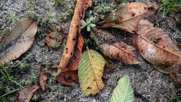 Haut sol et sec feuilles faire une magnifique Naturel Contexte photo