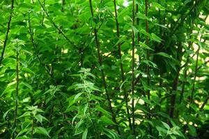 vert Contexte de Frais et Naturel bougainvilliers fleur feuillage photo