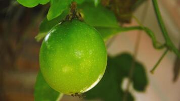 fruit et passion fruit des arbres cette sont encore sur le arbre photo