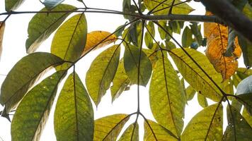 houle brasiliansis ou caoutchouc les plantes cette sont vieux et dont feuilles tomber dans été photo