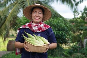 asiatique femme agriculteur tenir panier de Frais biologique maïs. thaïlandais local race. préféré pour thaïlandais nord Les agriculteurs grandir pour bouillir, vapeur ou cuisinier pour thaïlandais traditionnel dessert. concept, agricole surgir produit photo