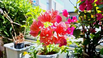 magnifique lumière Orange bougainvilliers fleurs dans le lumière du soleil.. photo