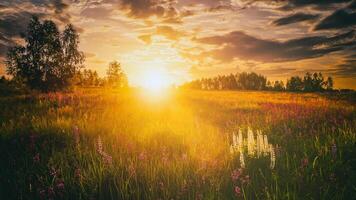 le coucher du soleil ou lever du soleil sur une champ avec sauvage lupins et fleurs sauvages et spectaculaire nuageux ciel dans heure d'été. ancien film esthétique. photo