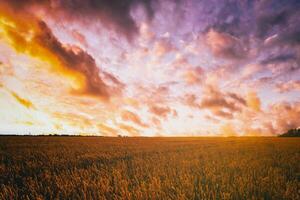 le coucher du soleil ou Aube dans une seigle ou blé champ avec une spectaculaire nuageux ciel pendant heure d'été. esthétique de ancien film. photo
