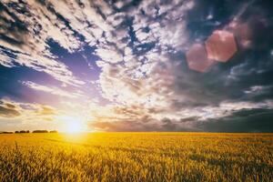 le coucher du soleil ou Aube dans une seigle ou blé champ avec une spectaculaire nuageux ciel pendant heure d'été. esthétique de ancien film. photo