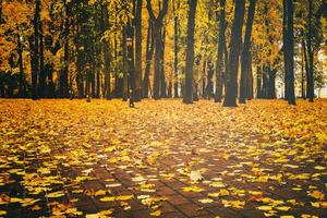 d'or l'automne dans une ville parc avec des arbres et déchue feuilles sur une nuageux journée. ancien film esthétique. photo