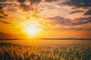 le coucher du soleil ou Aube dans une seigle ou blé champ avec une spectaculaire nuageux ciel pendant heure d'été. esthétique de ancien film. photo