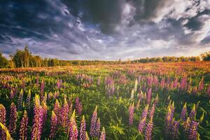 le coucher du soleil ou lever du soleil sur une champ avec sauvage lupins et fleurs sauvages et spectaculaire nuageux ciel dans heure d'été. ancien film esthétique. photo