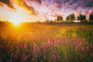 le coucher du soleil ou lever du soleil sur une champ avec sauvage lupins et fleurs sauvages et spectaculaire nuageux ciel dans heure d'été. ancien film esthétique. photo