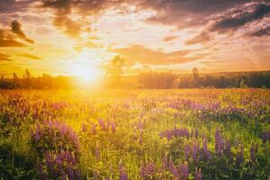 le coucher du soleil ou lever du soleil sur une champ avec sauvage lupins et fleurs sauvages et spectaculaire nuageux ciel dans heure d'été. ancien film esthétique. photo