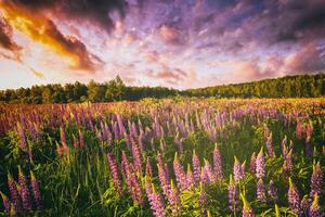 le coucher du soleil ou lever du soleil sur une champ avec sauvage lupins et fleurs sauvages et spectaculaire nuageux ciel dans heure d'été. ancien film esthétique. photo