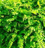 décoratif mur de une plante avec vert feuilles. Naturel modèle. abstrait Contexte. aménagement paysager. photo