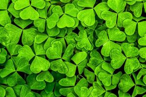 Contexte avec vert trèfle feuilles pour Saint patrick's journée. trèfle comme une symbole de fortune. photo