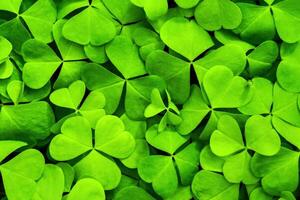 Contexte avec vert trèfle feuilles pour Saint patrick's journée. trèfle comme une symbole de fortune. photo