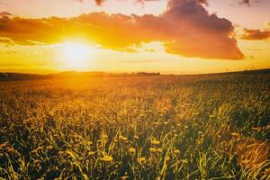 lever du soleil ou le coucher du soleil sur une champ couvert avec Jeune vert herbe et Jaune floraison pissenlits dans printemps. ancien film esthétique. photo