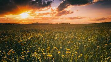 lever du soleil ou le coucher du soleil sur une champ couvert avec Jeune vert herbe et Jaune floraison pissenlits dans printemps. ancien film esthétique. photo