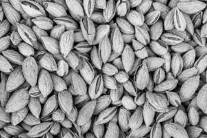 le texture de une tas de amandes dans une coquille. Contexte de en bonne santé plante végétalien aliments. des noisettes. noir et blanche. photo