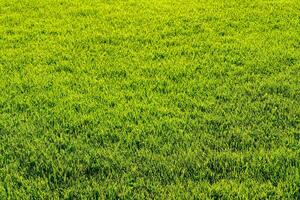 texture de vert herbe sur le pelouse. Naturel abstrait Contexte. photo