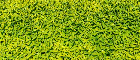 décoratif mur de une plante avec vert feuilles. Naturel modèle. abstrait Contexte. aménagement paysager. photo