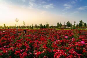 ville parc dans de bonne heure été ou printemps avec rouge épanouissement des roses sur une premier plan et nuageux ciel sur une le coucher du soleil ou lever du soleil à heure d'été. photo