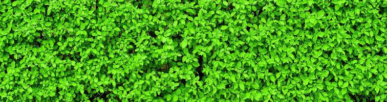 décoratif mur de une plante avec vert feuilles. Naturel modèle. abstrait Contexte. aménagement paysager. photo