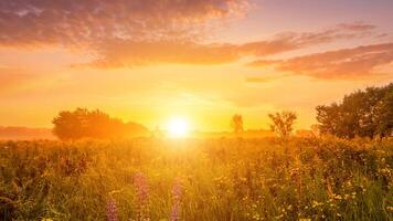 lever du soleil sur une champ couvert avec sauvage fleurs dans été saison avec brouillard et des arbres avec une nuageux ciel. photo