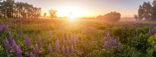 lever du soleil sur une champ couvert avec floraison lupins dans printemps ou de bonne heure été saison avec brouillard, nuageux ciel et des arbres. photo