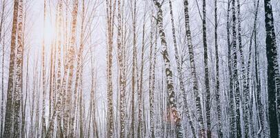 rayons de soleil brillant par couvert de neige bouleau branches dans une bouleau bosquet après une chute de neige sur une l'hiver. ancien film esthétique. photo