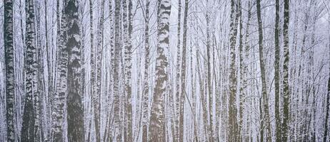 bouleau bosquet après une chute de neige sur une hiver journée. bouleau branches couvert avec neige. ancien film esthétique. photo